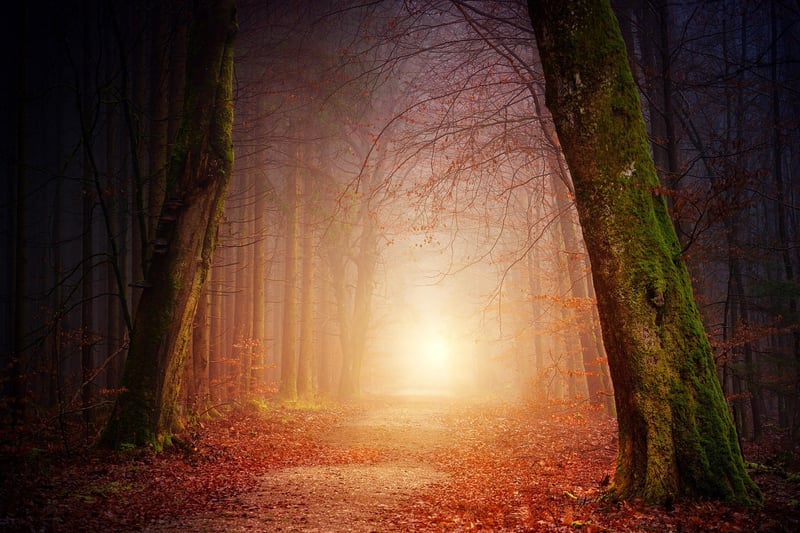 Hidden Forest Clearing